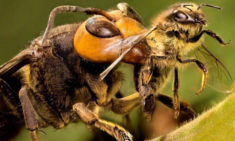 Африканская пчела-убийца