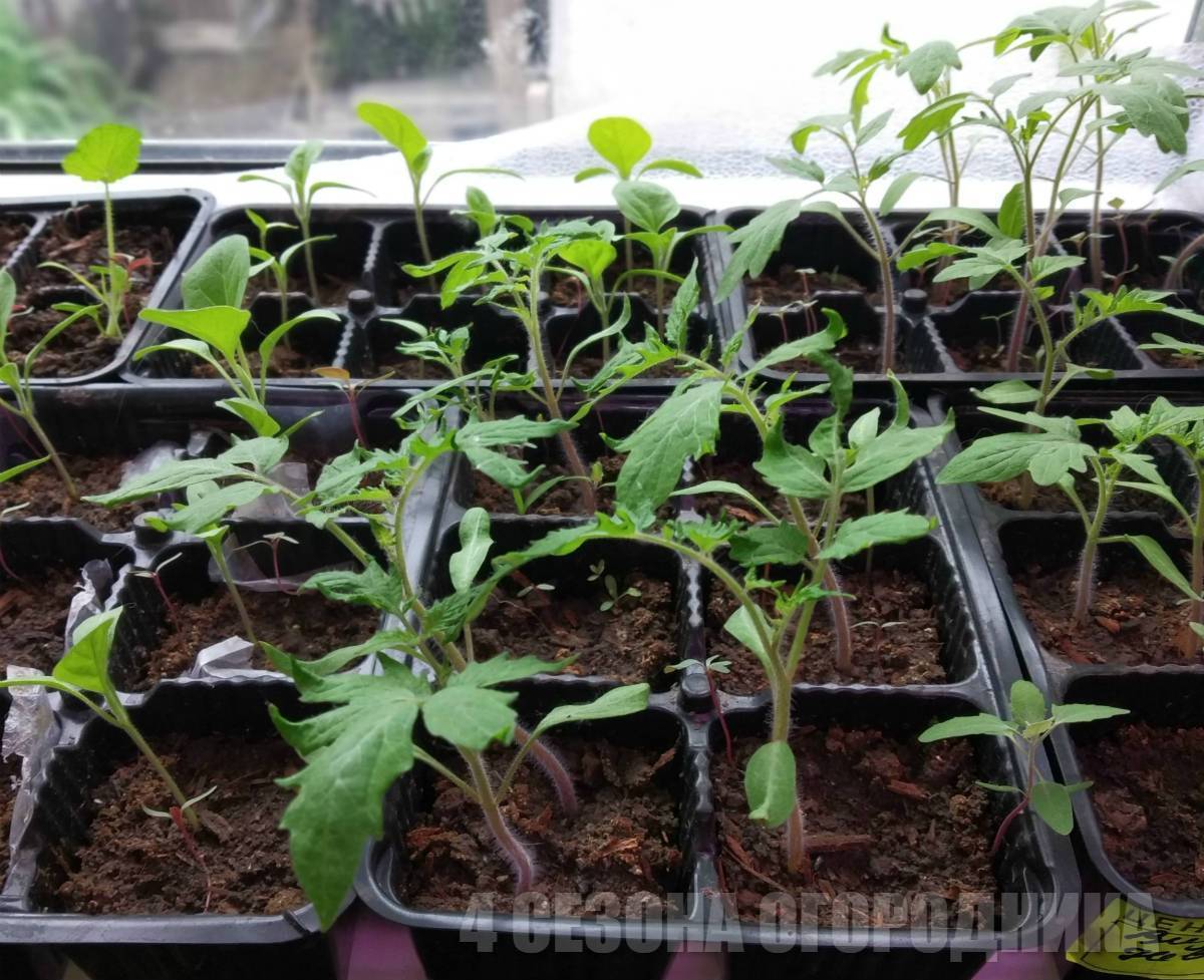 Когда сажать помидоры на рассаду в 2021 году: как сеять семена