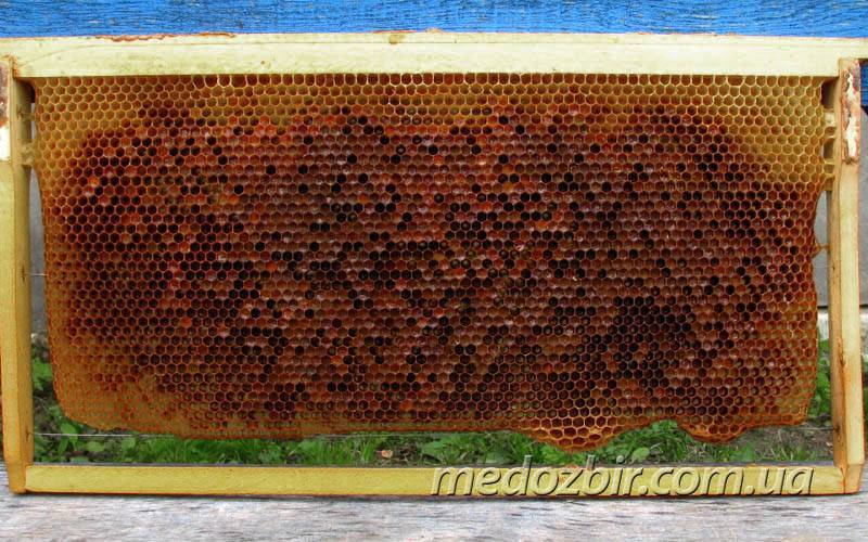 Где хранить рамки с медом до весны
