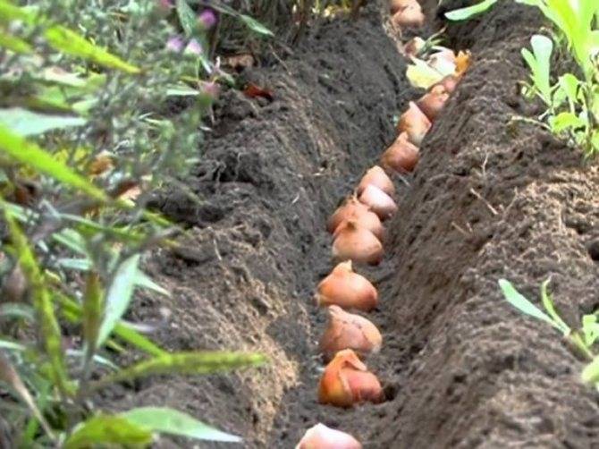 Чем обработать луковицы тюльпанов перед посадкой - дневник садовода rest-dvor.ru