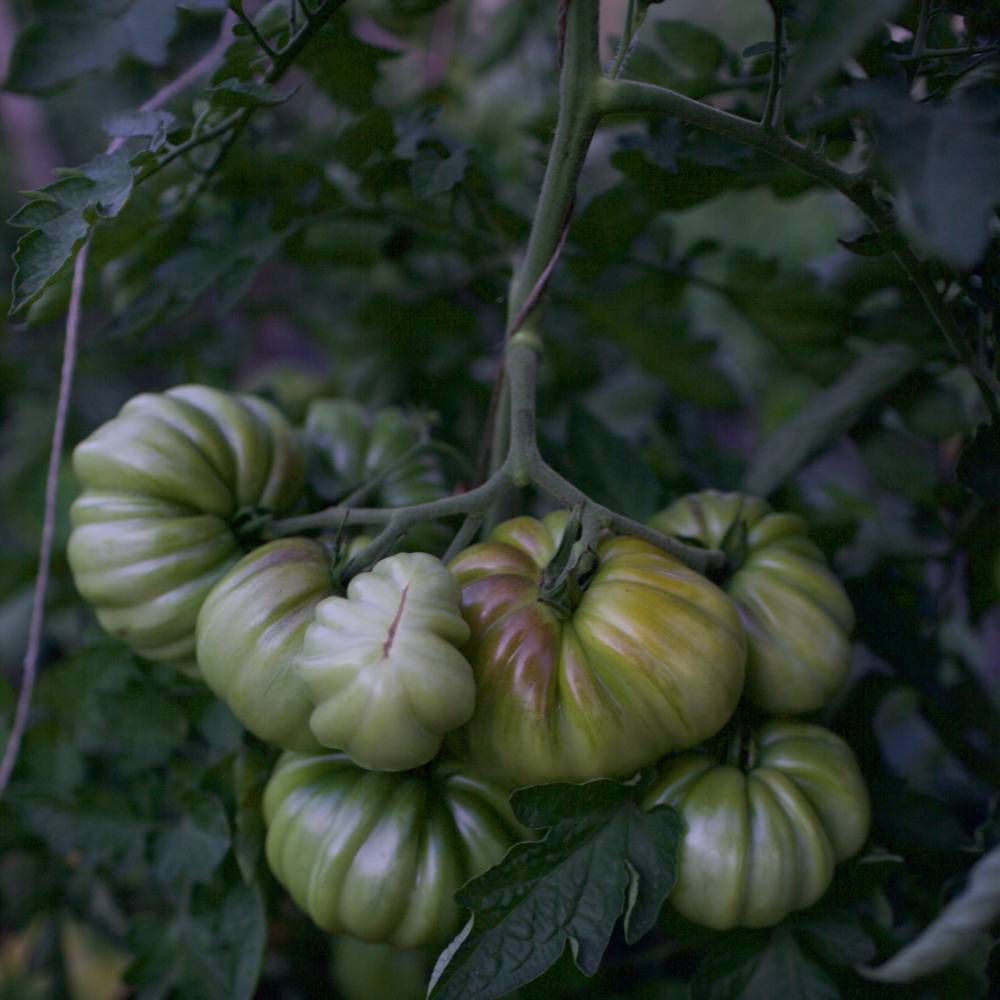 Сорт оригинальных томатов грибное лукошко: как выращивать и описание