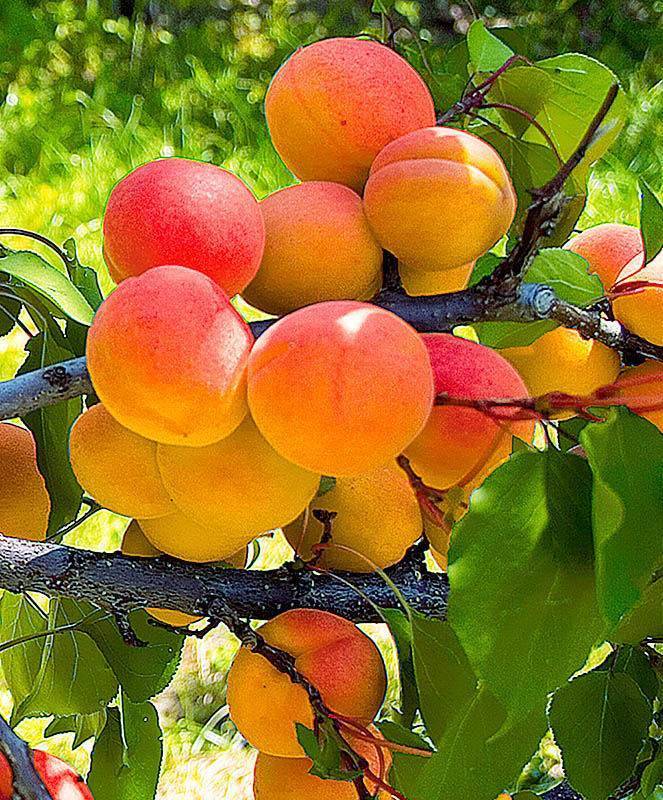 Погремок — урожайный сорт абрикоса