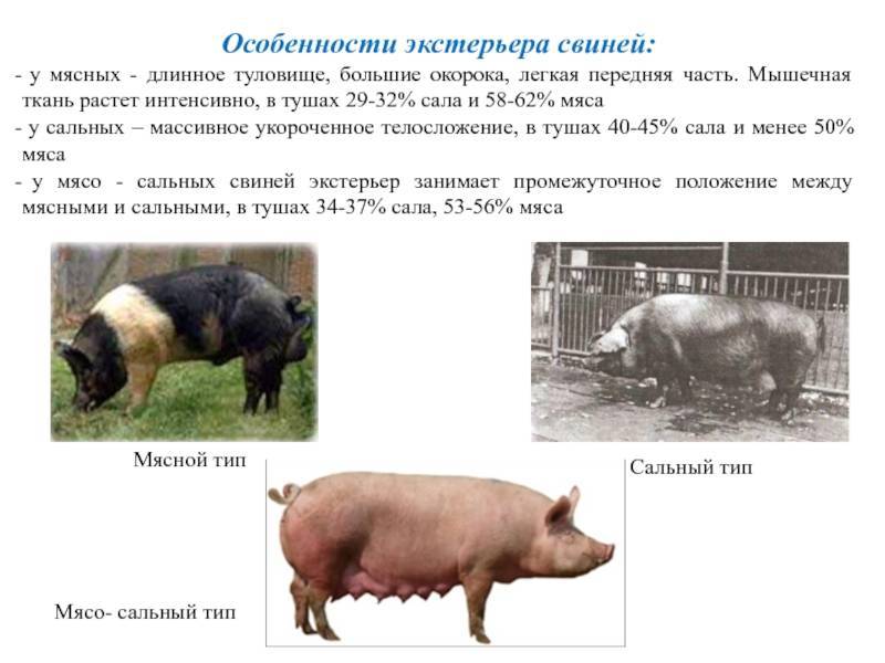 Беконныя породы свиней: описание, характеристики и фото