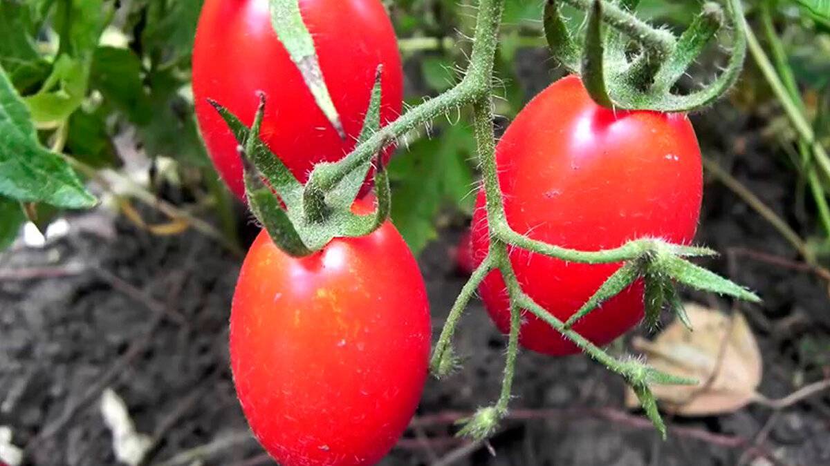 Ранние урожайные сорта томатов сезона 2021 года. обзор 5 лучших.