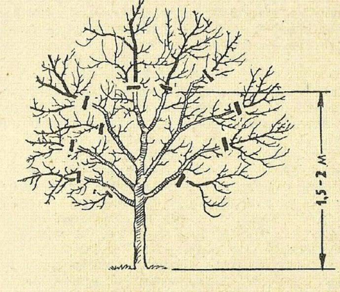 Как правильно обрезать яблоню схема
