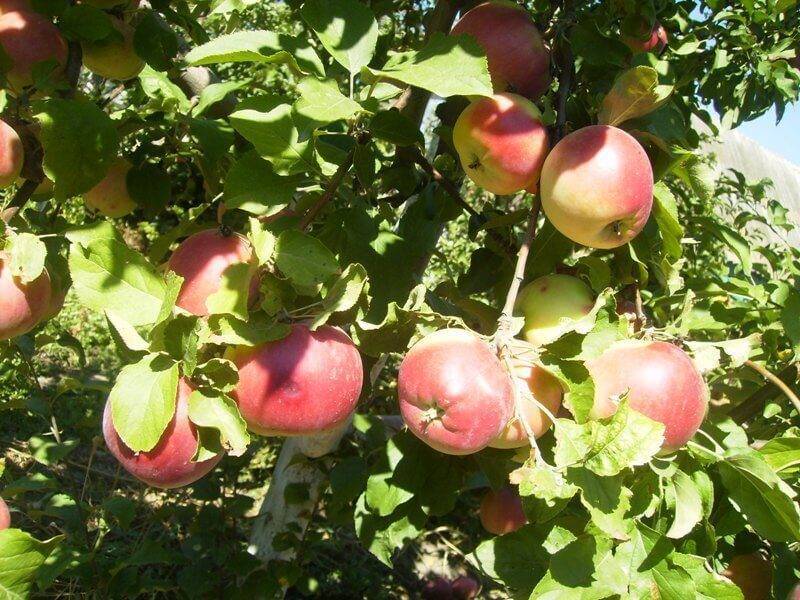 Яблоня лигол: описание и характеристики сорта, технология выращивания, отзывы