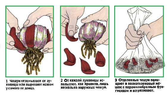 Размножение лилий: семенами, бульбочками и другими способами selo.guru — интернет портал о сельском хозяйстве