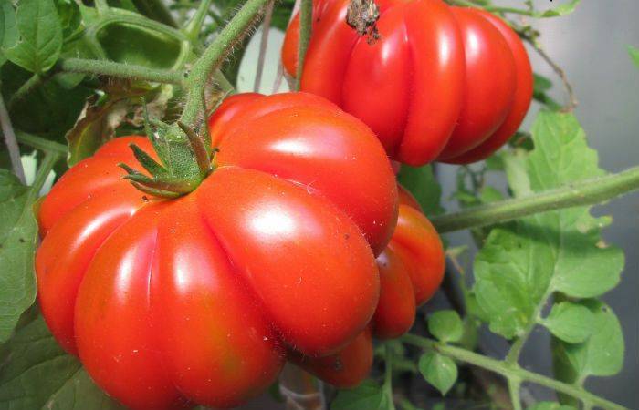Семена томатов от коллекционеров на 2022 год: лучшие сорта, их наименования с подробным описанием и фото