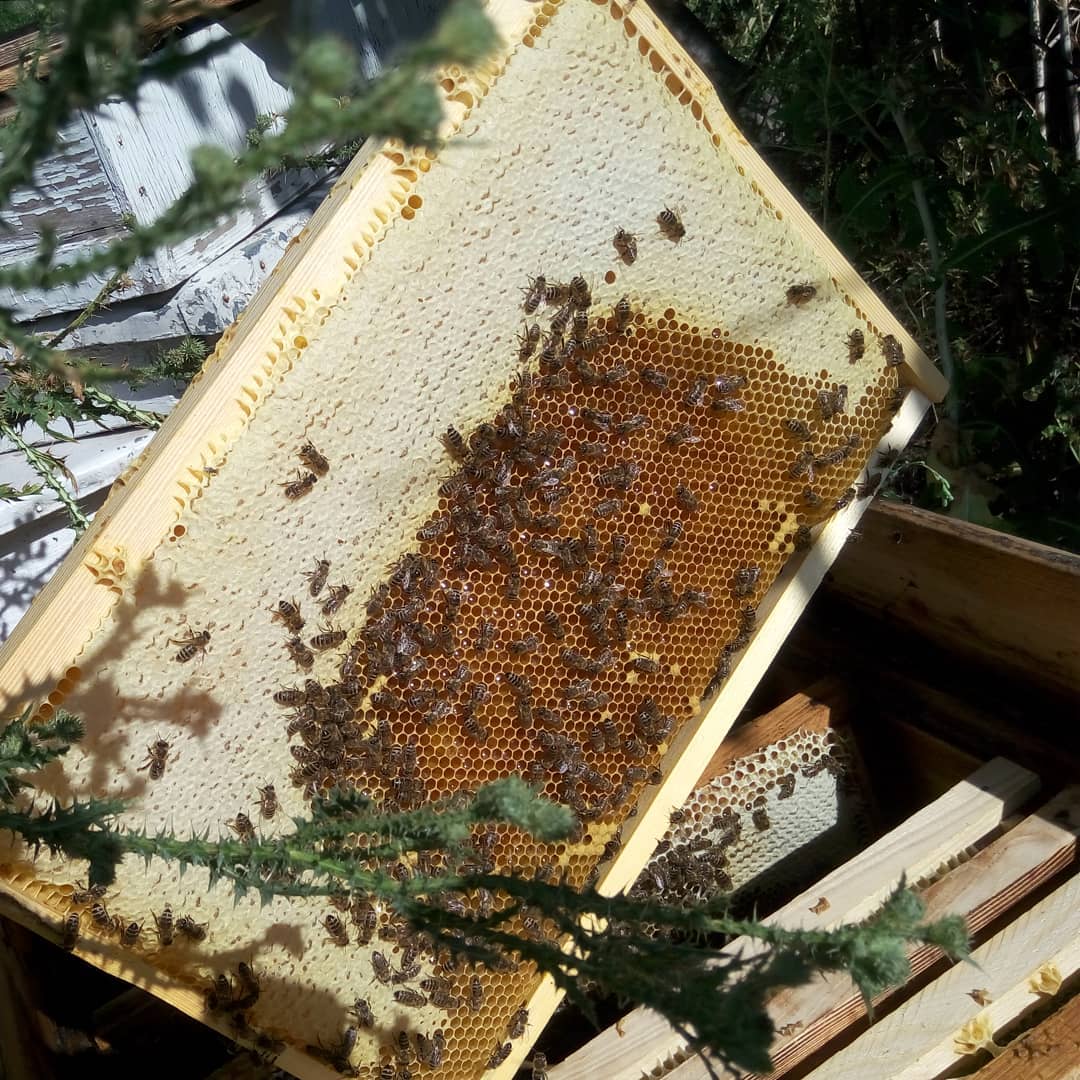 Сколько меда дает один улей за сезон, какое количество меда приносит одна пчела