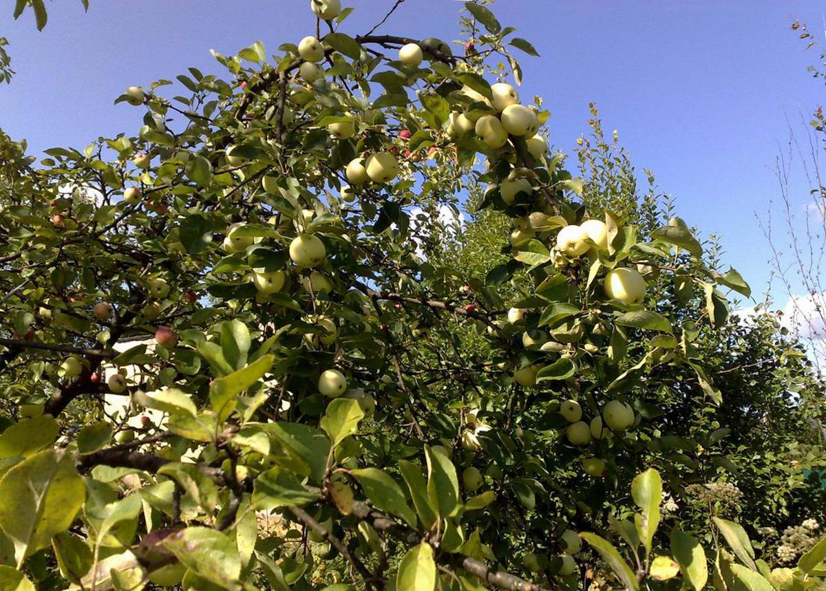 Стелящиеся яблони у вас в саду.. обсуждение на liveinternet