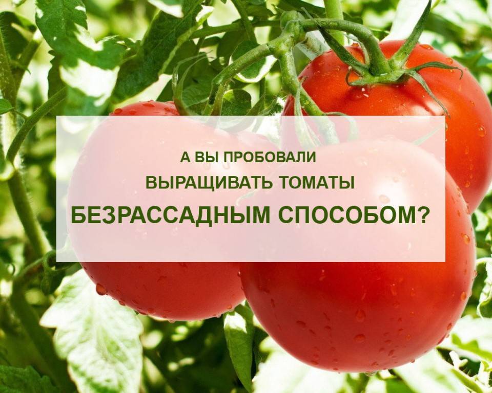 Лучшие сорта безрассадных томатов