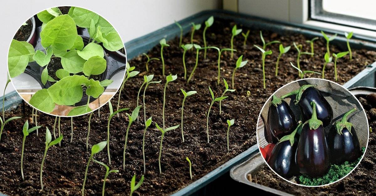 Как посадить и вырастить баклажаны
