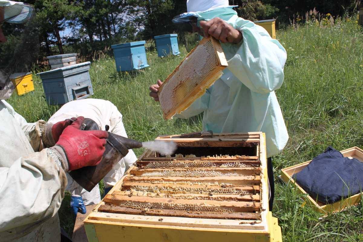 Метод пчеловождения симминса | пчеловодство выходного дня