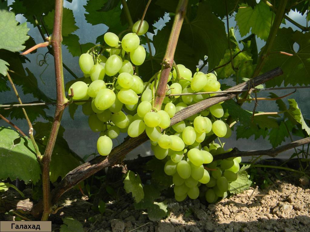 Виноград галахад - столовый сорт с высокой урожайностью.