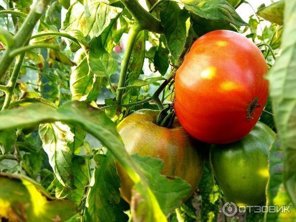 Томат сибирские шаньги: характеристика и описание крупноплодного сорта с фото