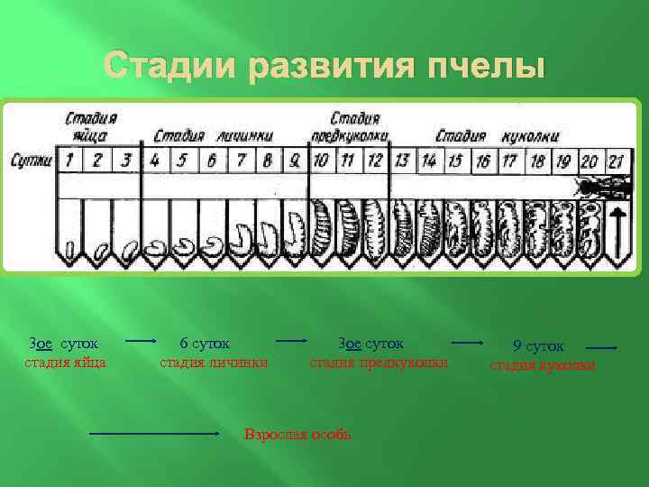 Стадии развития пчелы в картинках