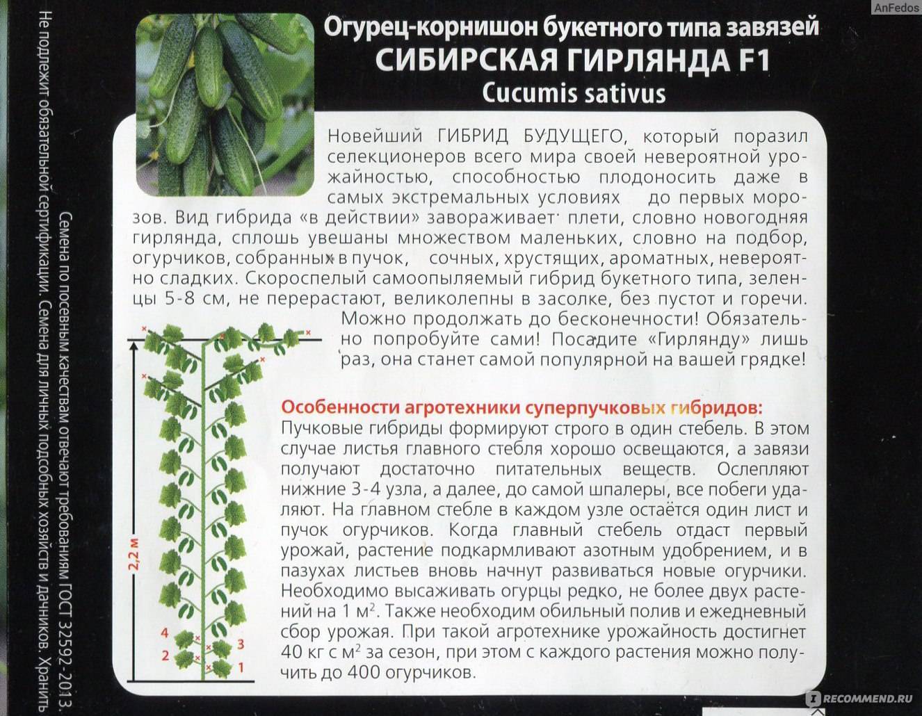 Огурец «сибирская гирлянда f1»: описание гибридного сорта, фото и отзывы
