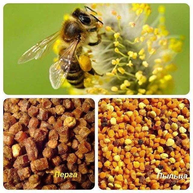 Цветочная пыльца: природная сила!