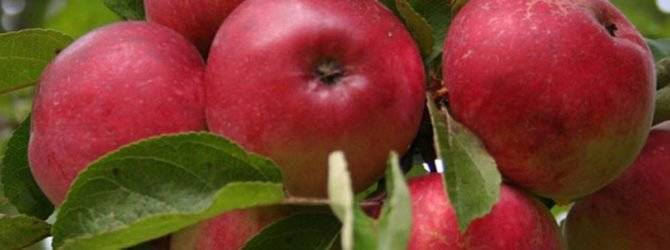 Сорт яблони макинтош: описание, посадка и уход - медоносы | описание, советы, отзывы, фото и видео