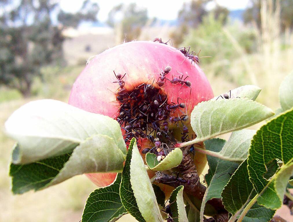 Яблоневая (яблонная) плодожорка: описание вредителя и методы борьбы