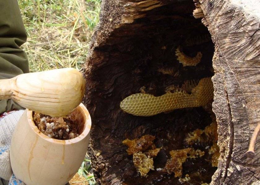Бортевой мед диких пчел: лечебные свойства, как его принимать
