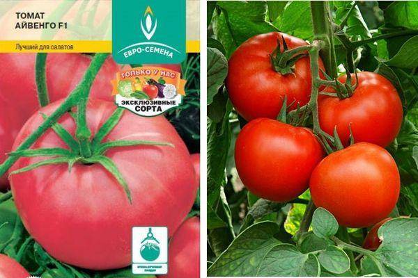 Описание голландского гибридного томата Айвенго и особенности выращивания сорта