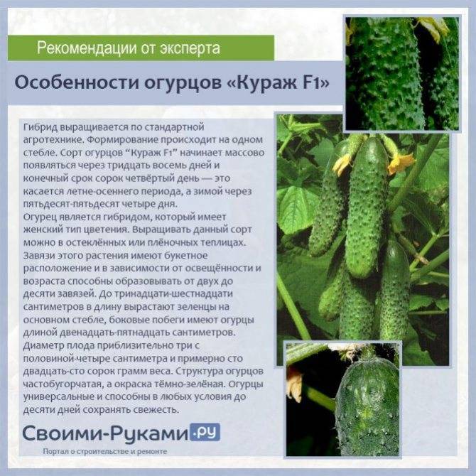 Описание сорта огурца бьерн f1: урожайность и особенности выращивания