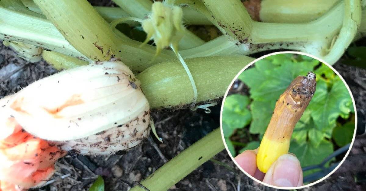 Выращивание кабачков в теплице зимой как основа малого семейного бизнеса