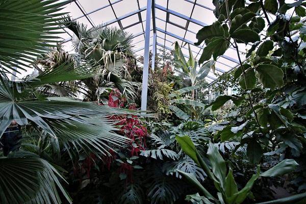 Ботанический сад санкт-петербурга: история создания, экспозиции, часы работы