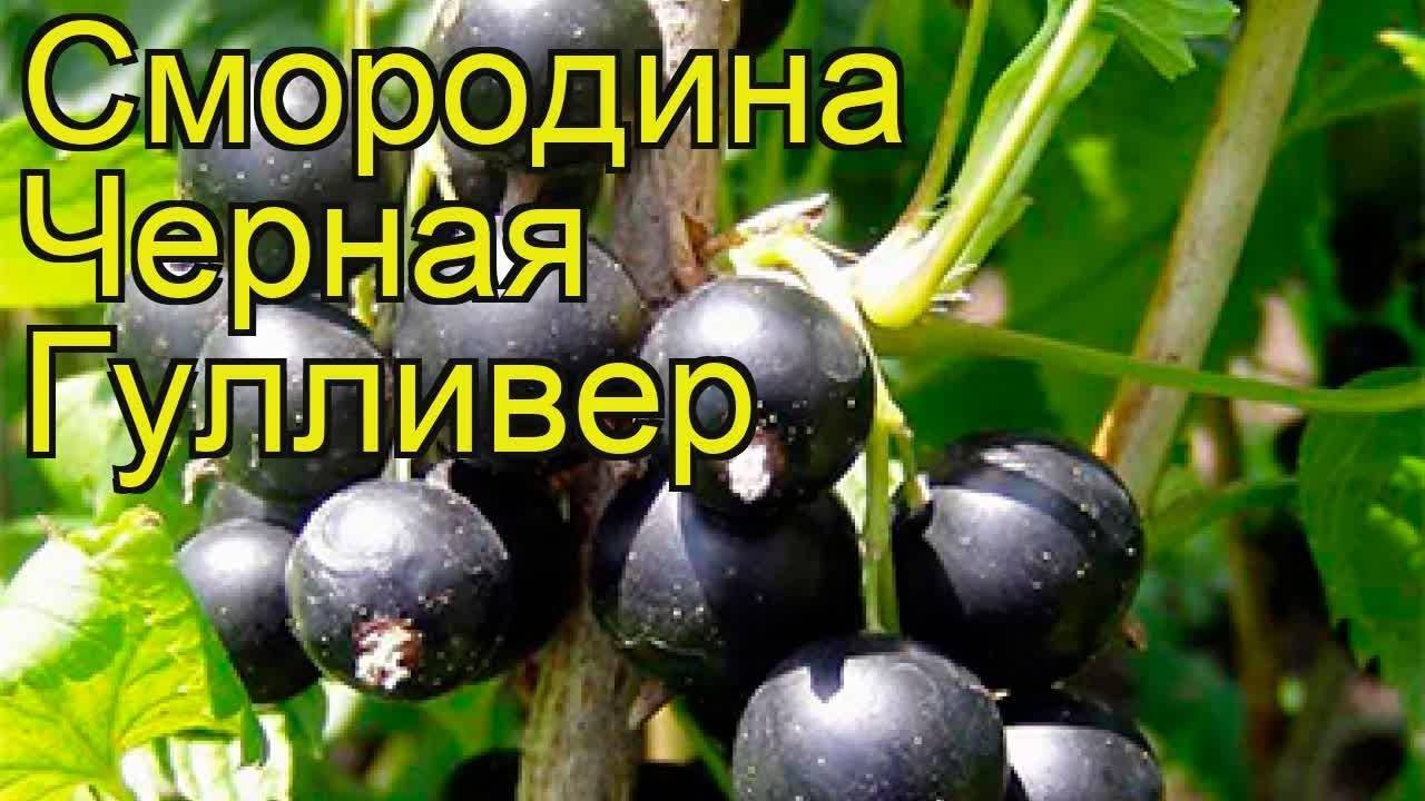 Смородина гулливер: описание сорта черной ягоды, ее особенности и характеристики, фото