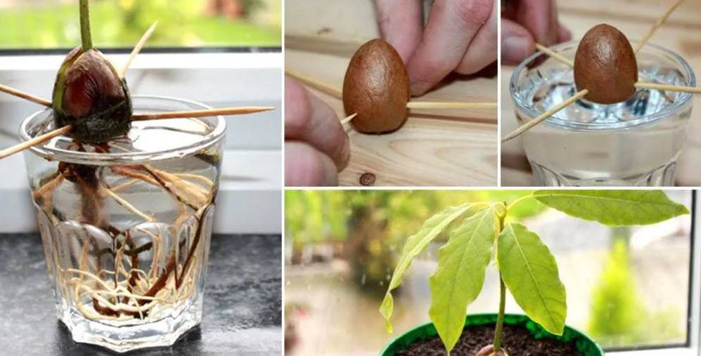 Выращиваем авокадо из косточки в домашних условиях