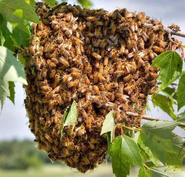 Надежные ловушки для роев пчел.приманка для пчелиных роев