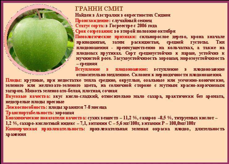 Яблоки гренни смит - их польза и вред, калорийность, а также фото