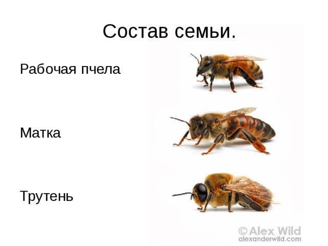 Как размножать пчел искусственным путем: особенности, способы, процесс