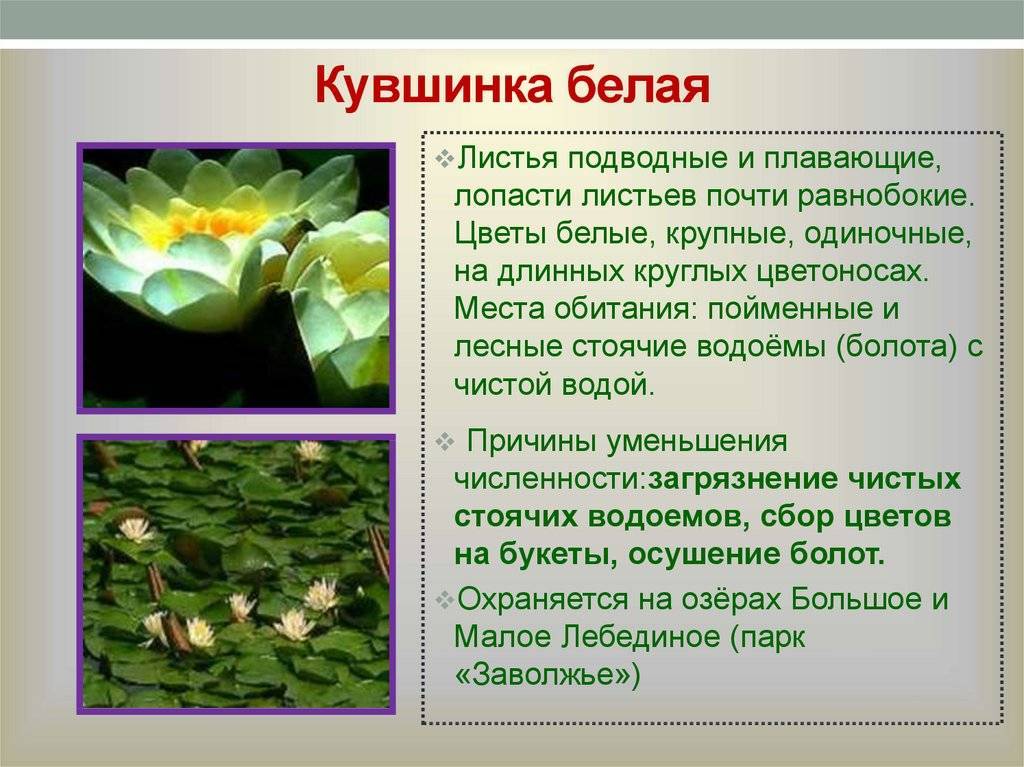 Кувшинка: фото, описание, виды, где растет - sadovnikam.ru