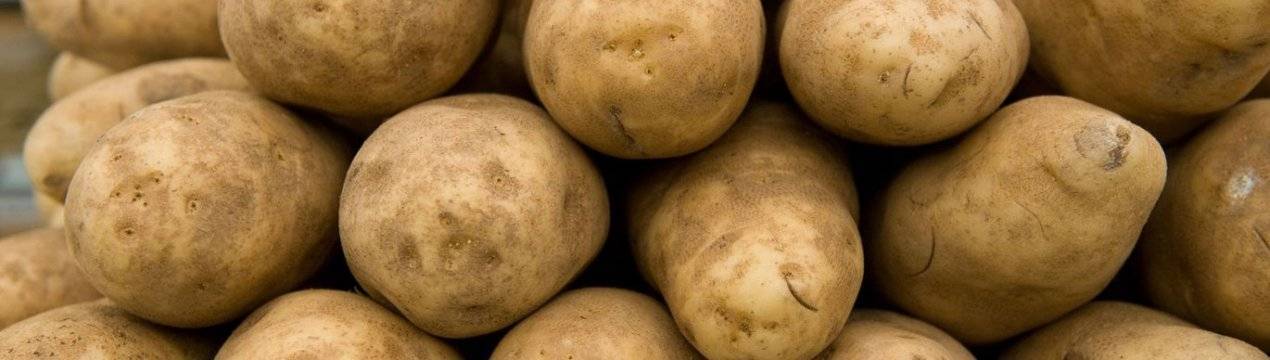 Картофель каратоп: описание сорта, фото, отзывы об урожайности и характеристика вкусовых качеств