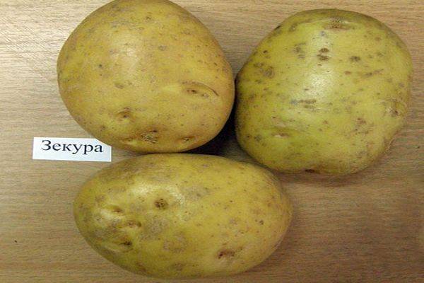 Сорт картофеля «джелли» – описание и фото