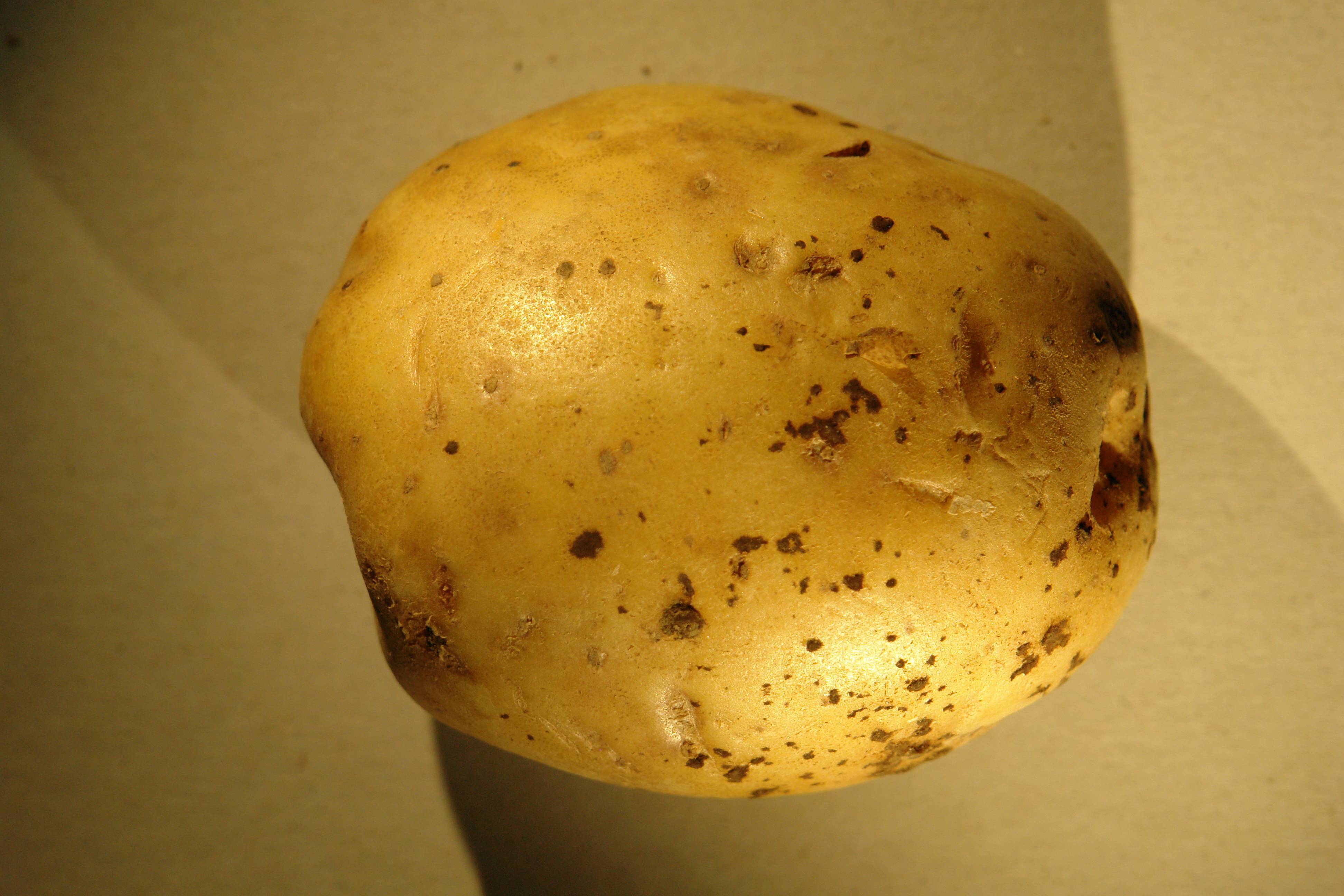 Парша на картофеле: виды, описание, фото, меры борьбы, лечение обыкновенной и всех видов парши картофеля | все, что нужно знать о даче