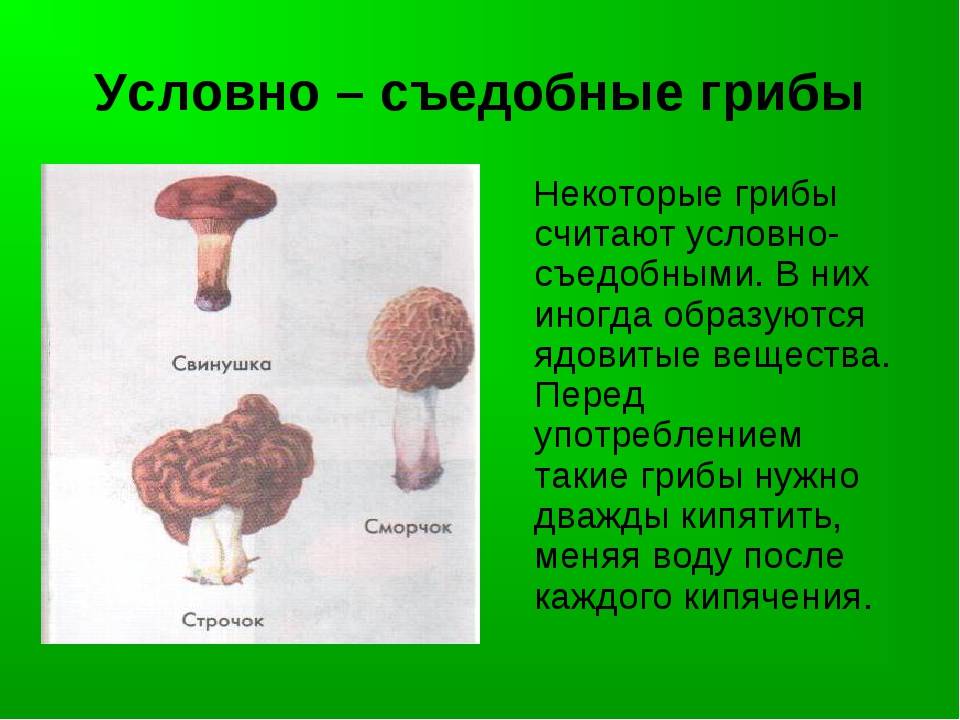 Правила сбора грибов. съедобные, несъедобные и ядовитые грибы | флористика на "добро есть!"
