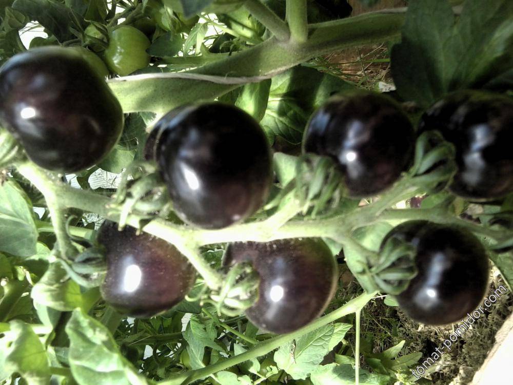 Томат черная гроздь f1: отзывы, выращивание и уход, урожайность, фото
