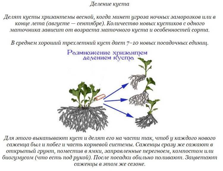 Секреты выращивания горшечных хризантем. уход в домашних условиях. фото — ботаничка.ru
