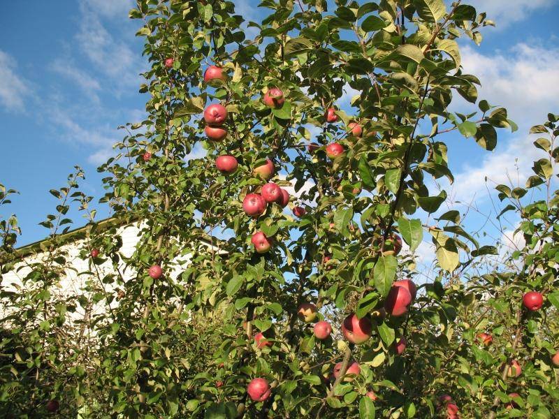 Описание сорта яблони лобо — особенности, правила посадки и ухода, сбор урожая + фото