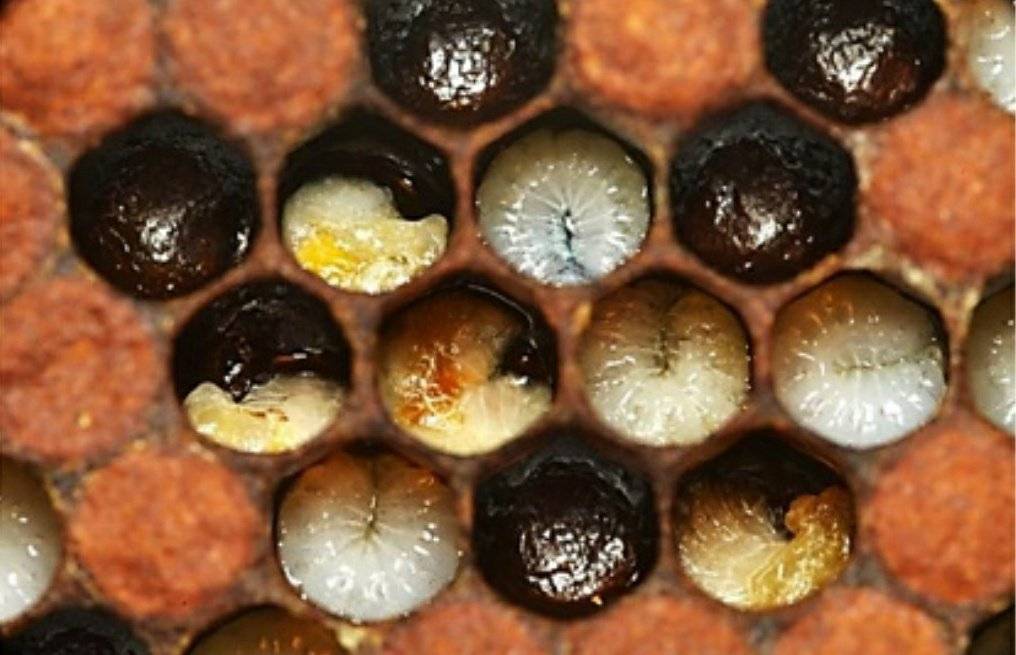 Гнилец у пчел: признаки, лечение, препараты