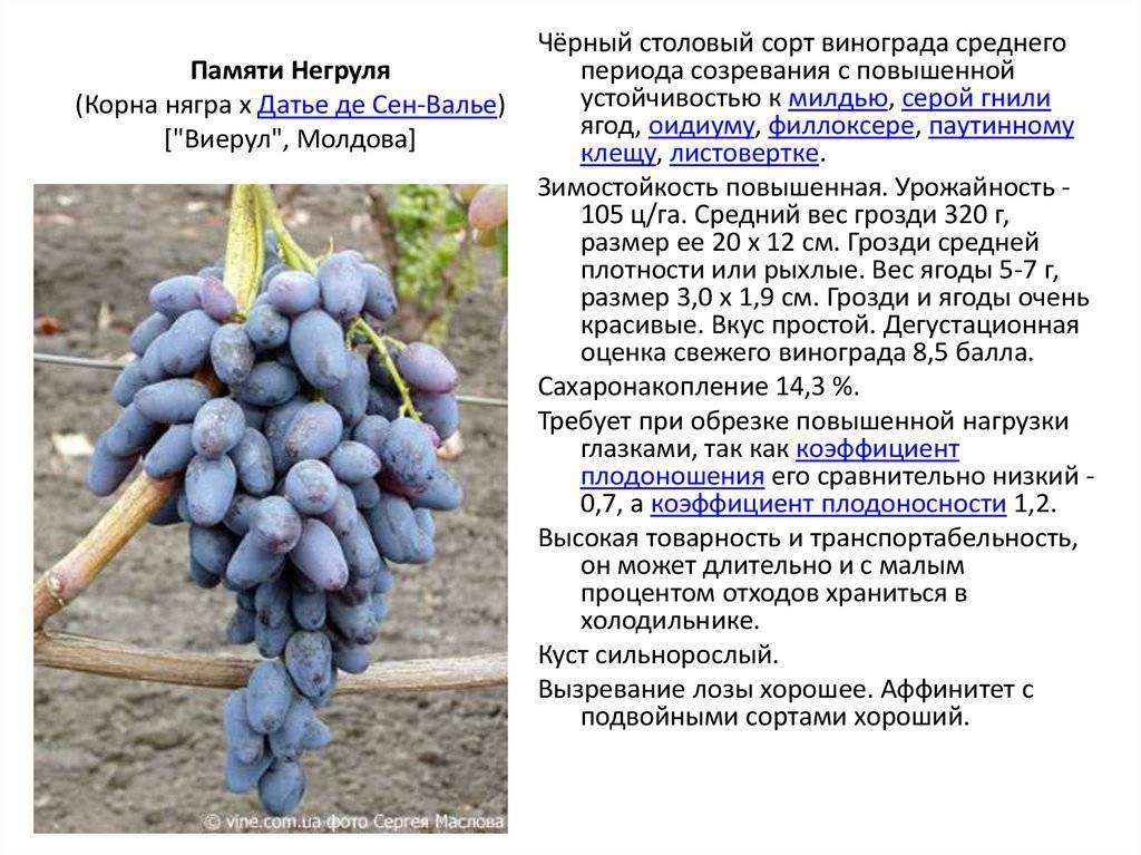 ✅ описание сорта винограда памяти негруля, характеристики и рекомендации по уходу