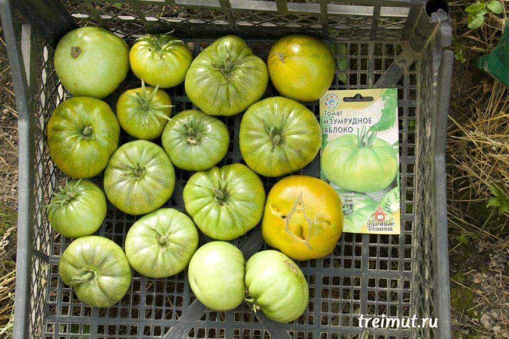Томат изумрудное яблоко: отзывы тех кто сажал помидоры об их урожайности, фото семян, описание сорта и характеристика
