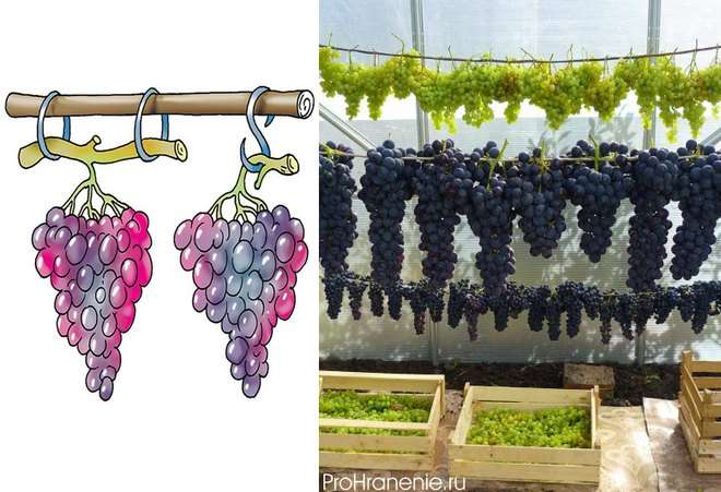 Как хранить виноград: правила и способы в домашних условиях на зиму, сроки