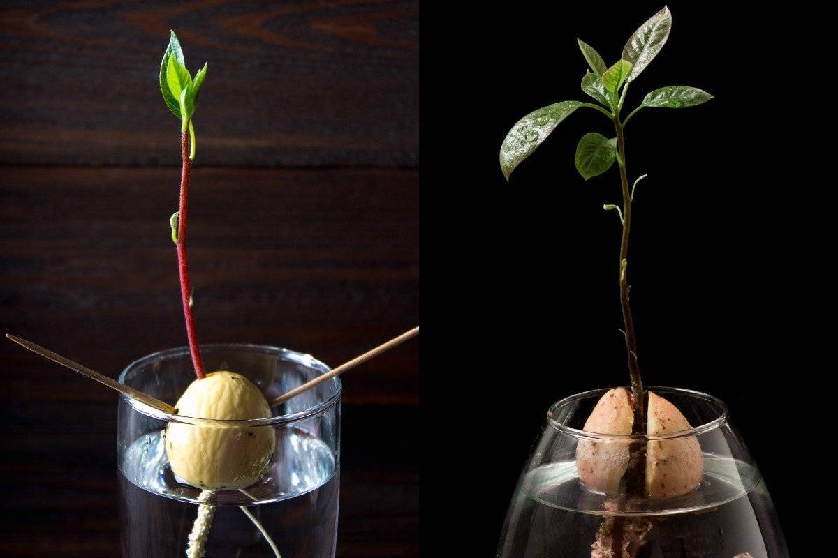Как вырастить авокадо из косточки в домашних условиях: подробная инструкция