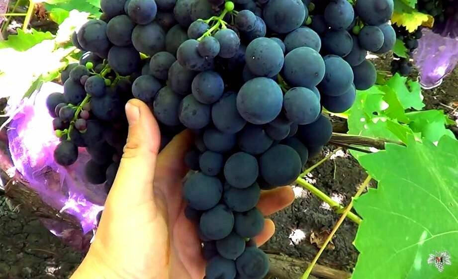 Виноград "карменер" описание сорта. характеристика гроздей особенности ухода и отзывы