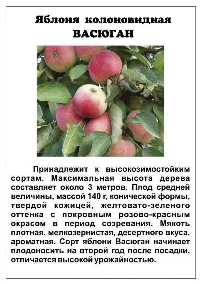 Описание яблони сорта Августа, правила выращивания и ухода
