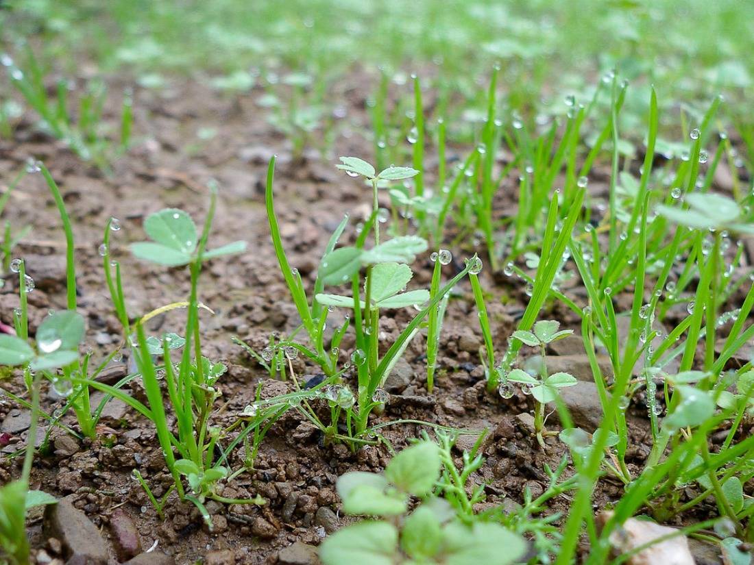Какие сидераты лучше сеять в огороде — викистрой